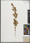 Foto von Salix purpurea L.